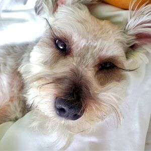 Meet your Posher, Emilia